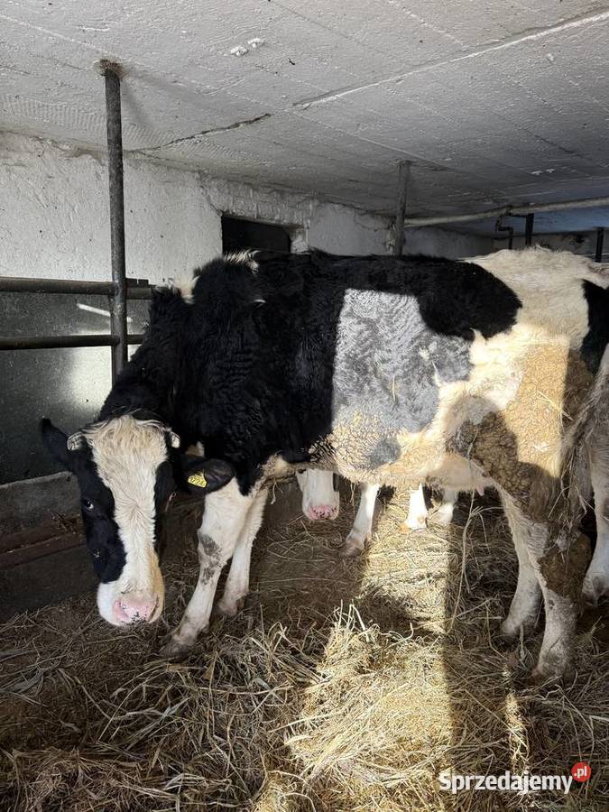 Jałówka wysokocielna kujawsko-pomorskie Skrwilno