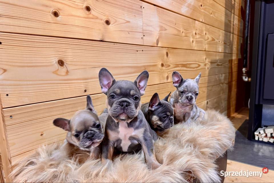 Buldog francuski Komańcza