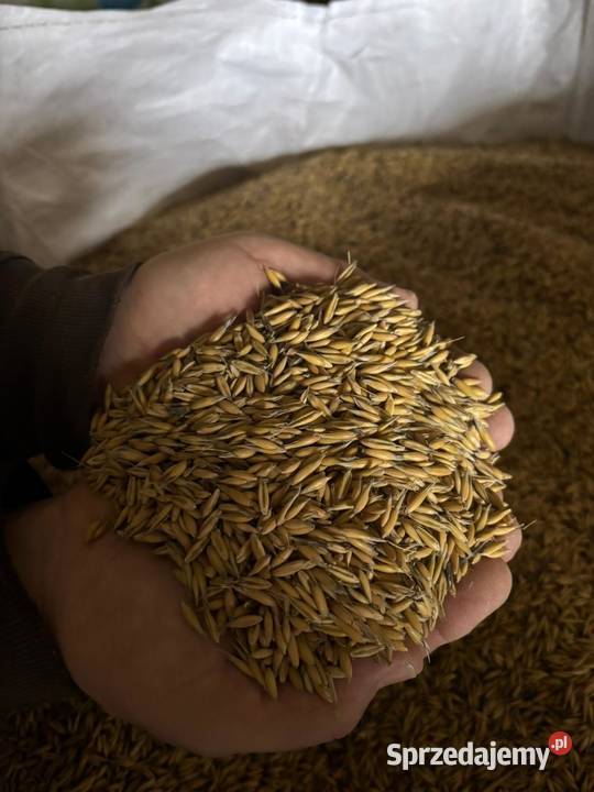 Sprzedam owies jary 1 centrali Refleks Sędziszów