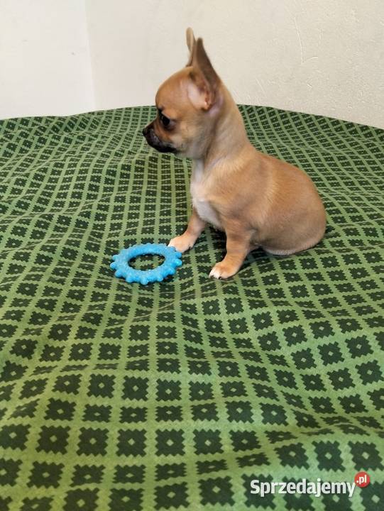 Biszkoptowa chihuahua Konin