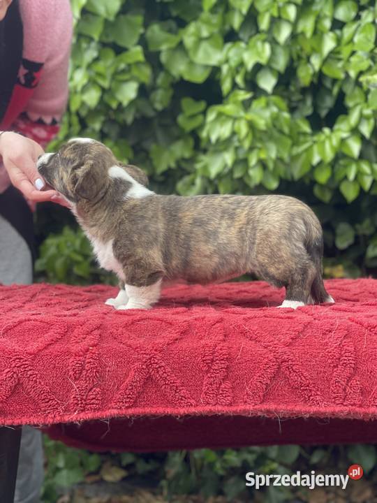 OREO FCI Welsh Corgi Cardigan Championachdomowa Poznań