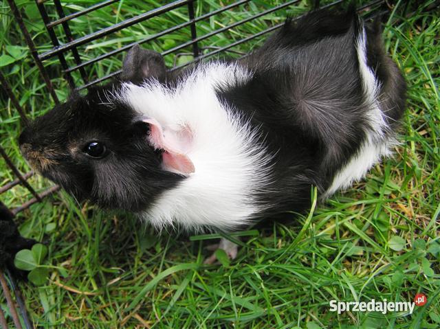 Świnka morska rozetka 10 tygodni ll Radostowice