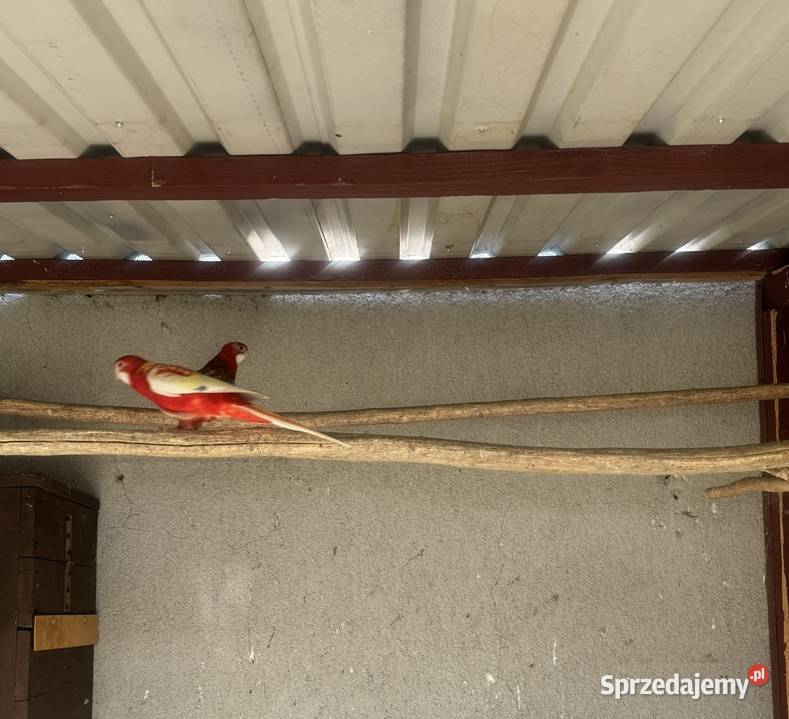 Rozella rozelle rozela rozele Solec-Zdrój