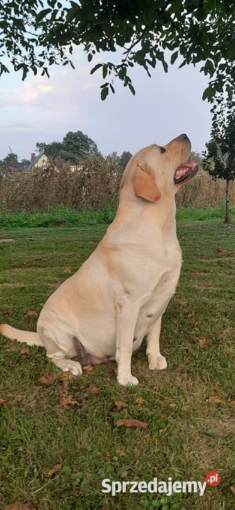 Labrador retriever Żabno