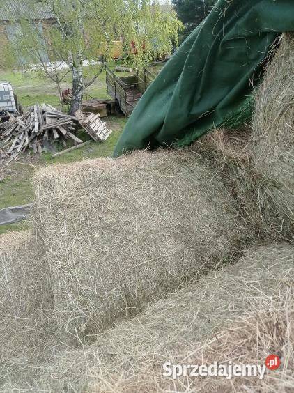 Siano belki 120 z tego roku Gospodarz