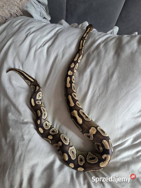 Pyton królewski samica Żary