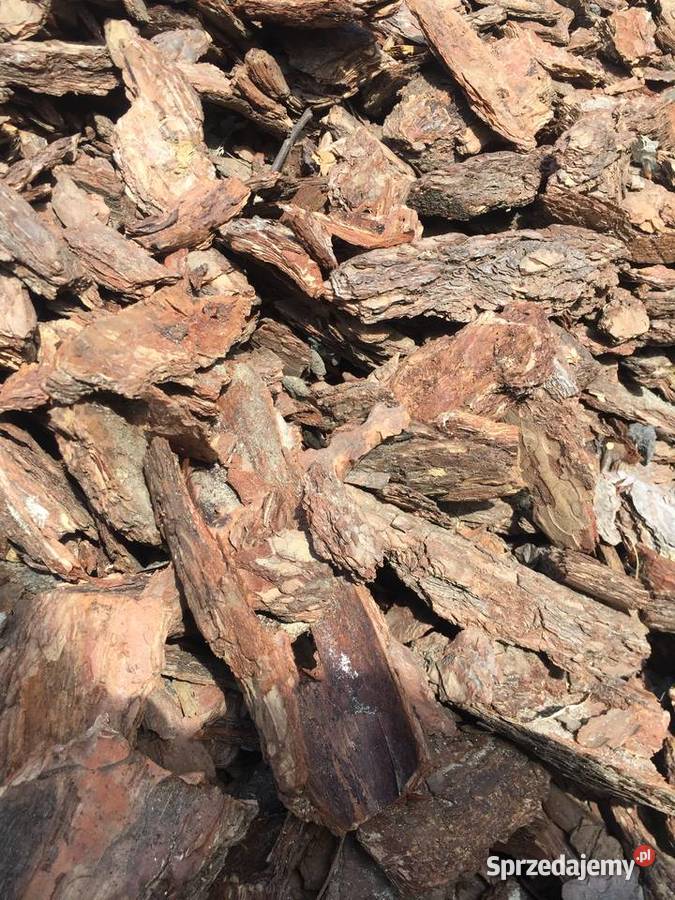 Kora Sosnowa GRUBA Frakcja 10100mm Brzeźno