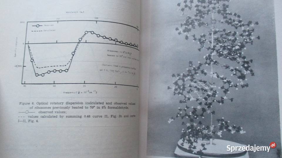Protein biosynthesis Structure and function of łódzkie Łódź