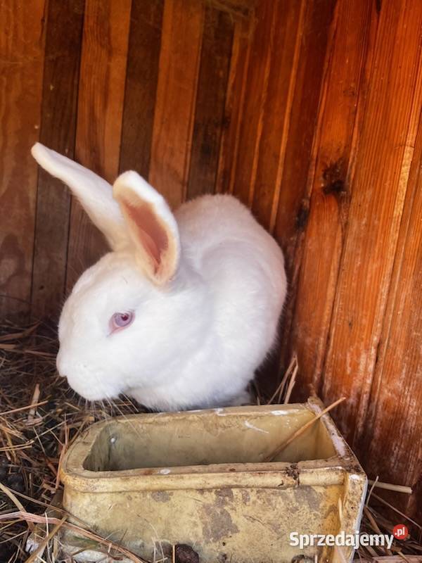 Sprzedam króliki