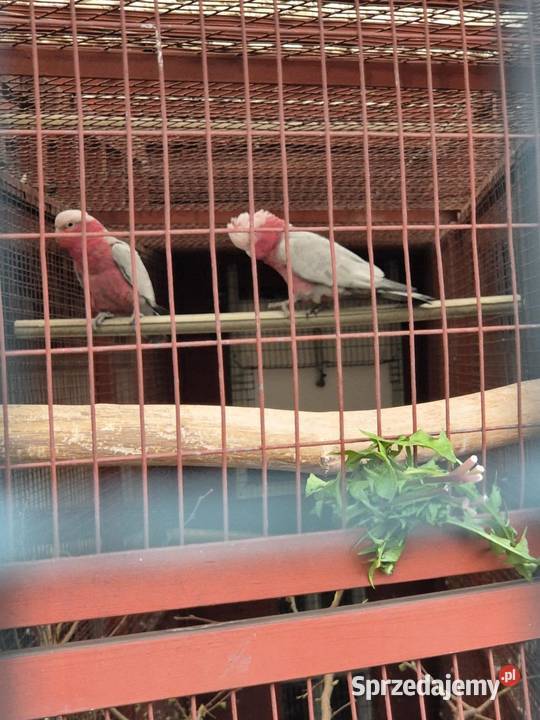 Samczyk kakadu rózowe 2025!