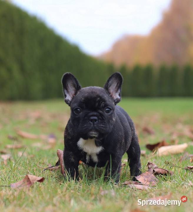 Buldog francuski fci ZKwP
