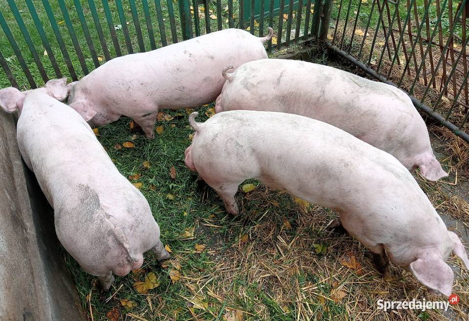 Knurki młode PBZ Polska Biała Zwisłoucha Strzałkowo sprzedam