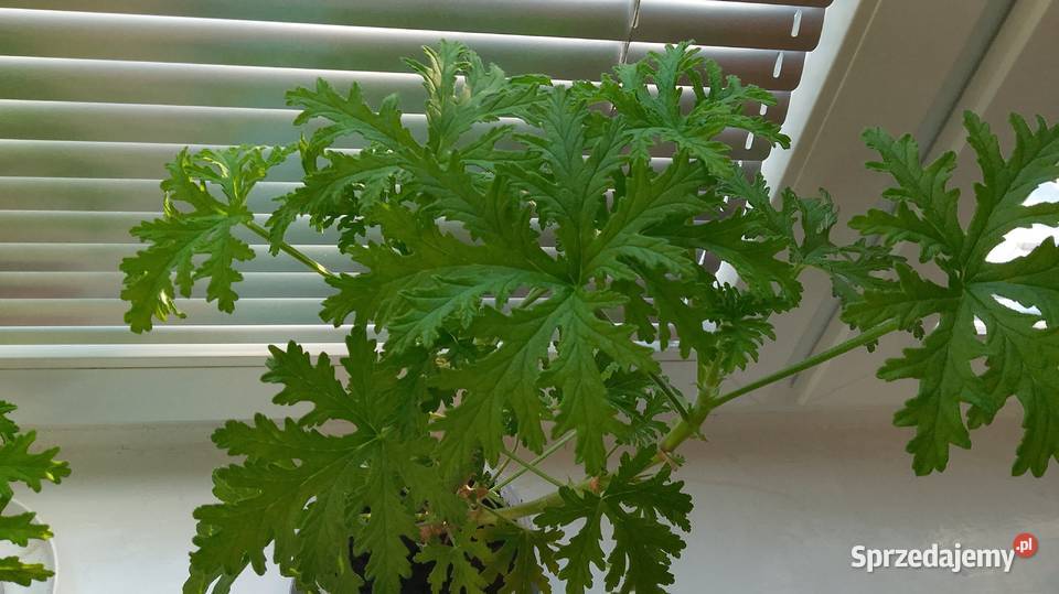 Geranium Anginka Pozostałe Łódź