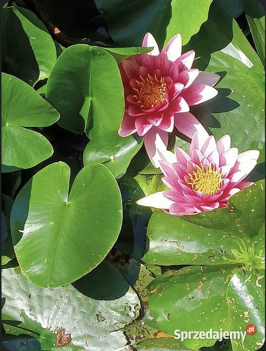 Lilie wodne do stawów i oczek wodnych Rośliny śląskie Częstochowa