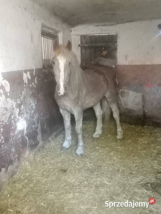 Klacz zimnokrwista 3letnia Piórków