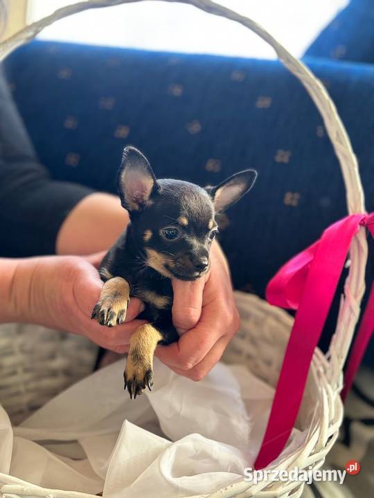 Ostatni szczeniak Toy Terrier mini piesek Piotrków Trybunalski