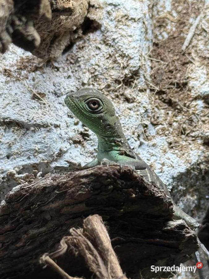 Agama Błotna Physignathus cocincinus Częstochowa