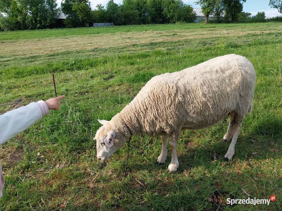 Owca olkuska samica dorosła Górka Kościejowska