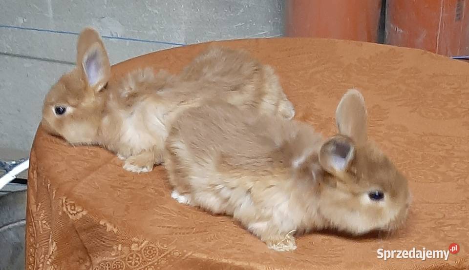 Samica z młodymi nowozelandzki czerwony Turobin