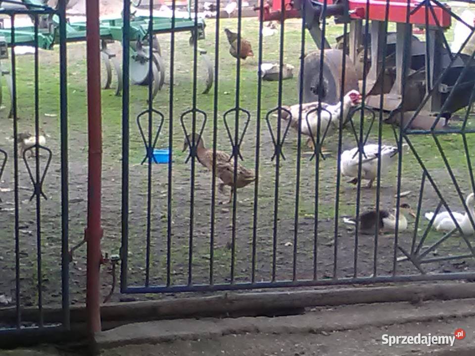 Sprzedam kaczki biegusy białe i szara na Tomaszów sprzedam