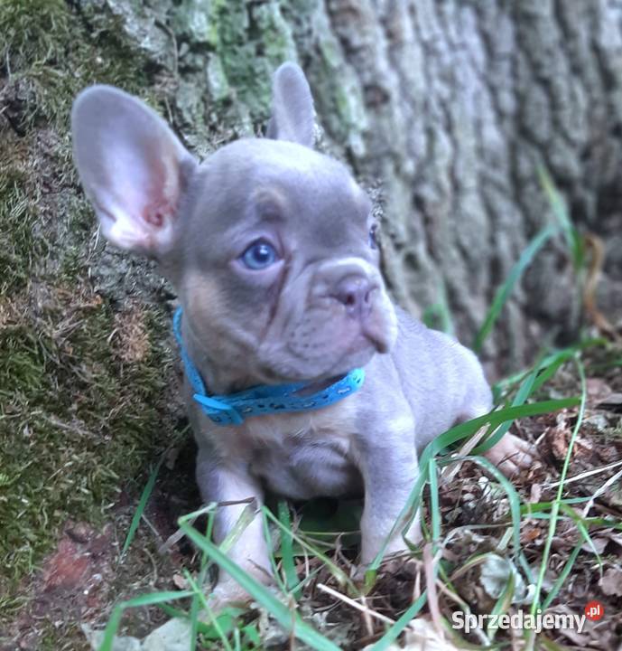 Buldog francuski piekne suczki Pabianice sprzedam