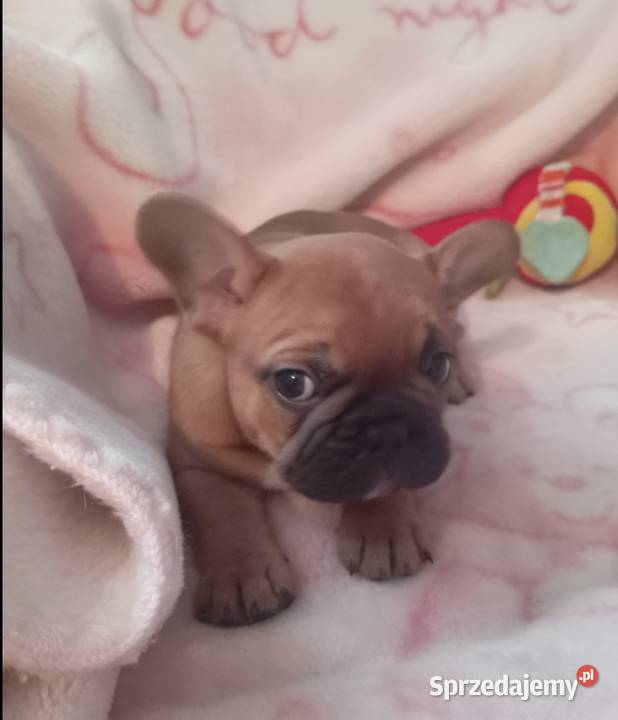 Buldog francuski mazowieckie