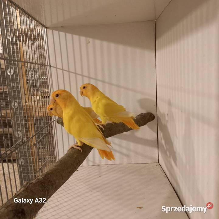 Nierozłączki czerwonoczelne 2025r Garwolin sprzedam