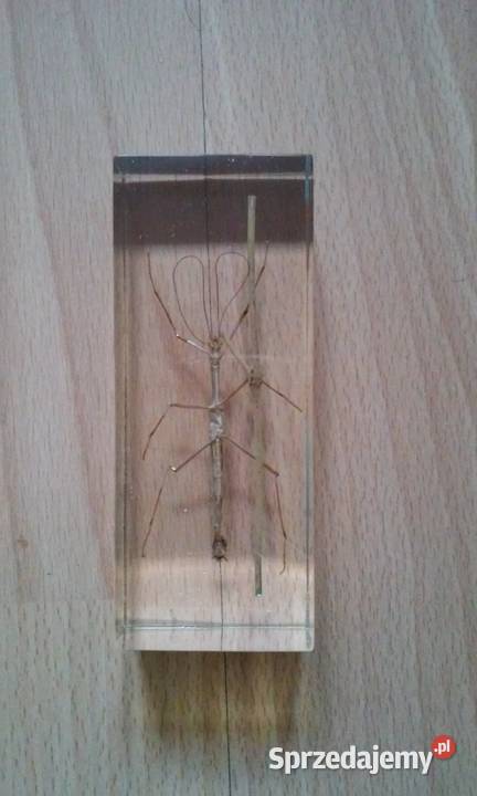 Patyczak w żywicy Szczecin sprzedam