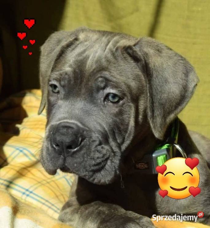 Cane Corso Ksin Fargo Fci Skępe sprzedam