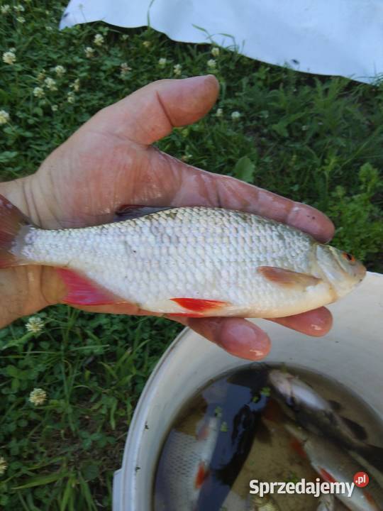 Ziemia rolna Siedlisko Sprzedaż Szostaki