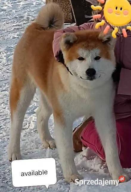 Akita okazja Siedlisko sprzedam