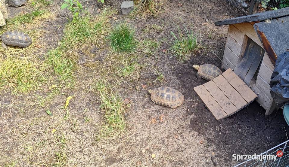 Żółw Zółtogłowy podługowaty indotestudo elongata Gady i płazy opolskie Opole sprzedam