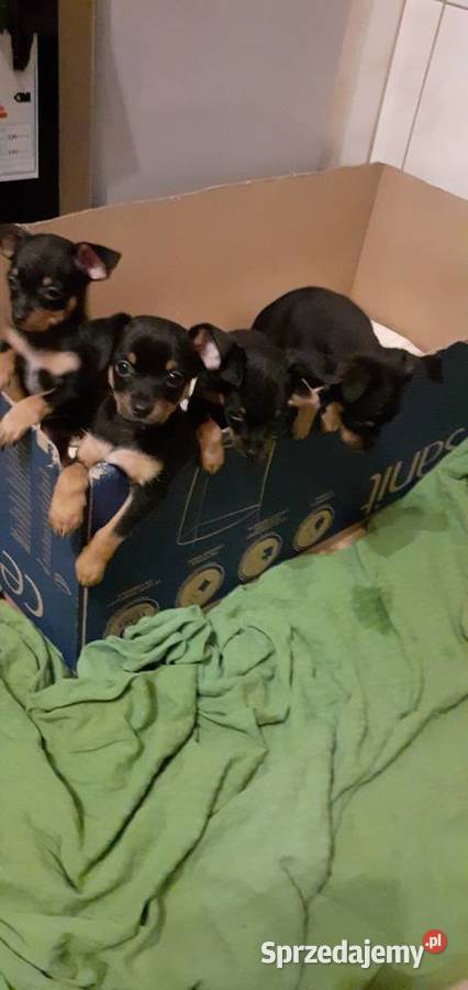 oddam w ręce szczenięta Pozostałe Raciążek