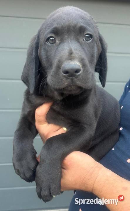 Labrador szczeniaki czarne I biszkoptowe sprzedam