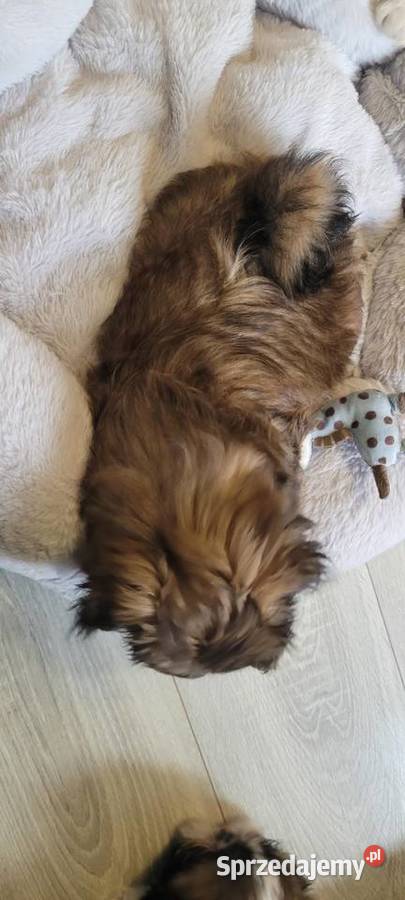 ShihTzu sunia Mokrsko sprzedam