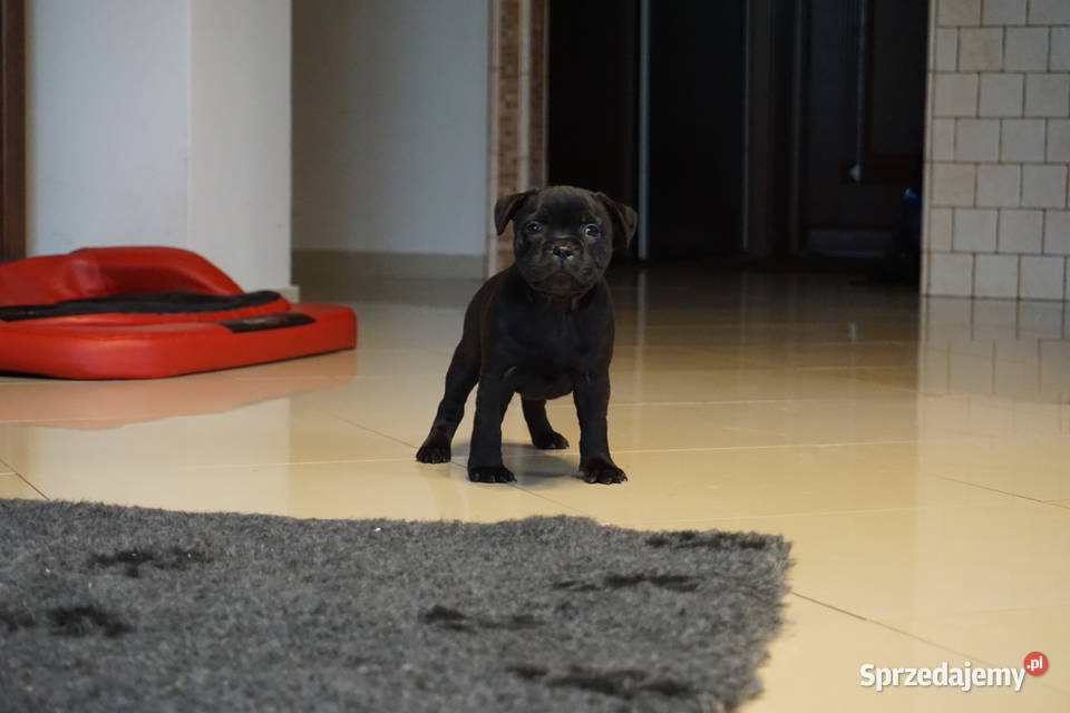 Suczka rasy Staffordshire Bull Terrier z Pozostałe Aleksandria