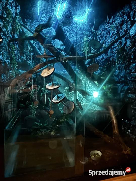 Sprzedam Iguanę Legwan Zielony terrarium Piła sprzedam
