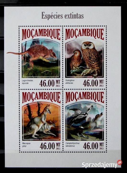 Mozambik fauna 5 Oborniki sprzedam
