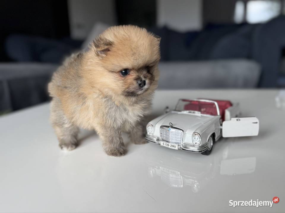 Szpic miniaturowy Pomeranian Bobo Kolbudy