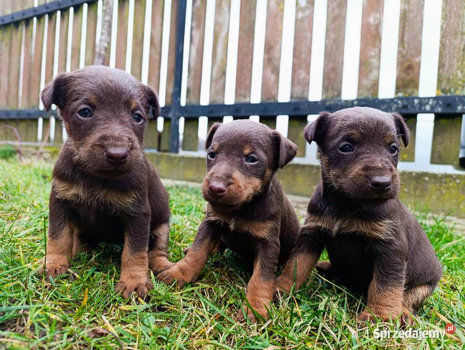 Terrier niemiecki czekoladowy szczenięta Sokołów Podlaski
