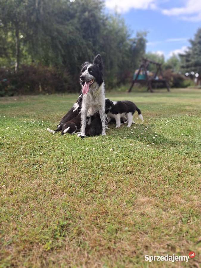 Szczeniaki border collie sprzedam