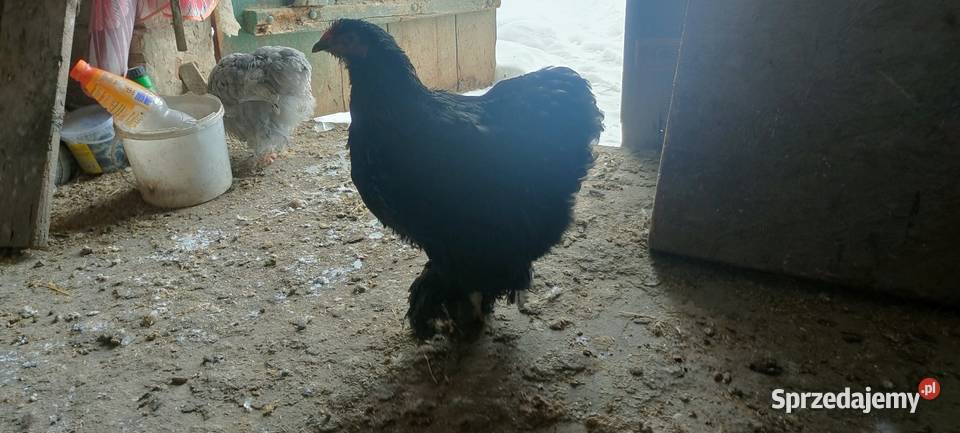 Kury kochiny olbrzymi czarne Tokarówka