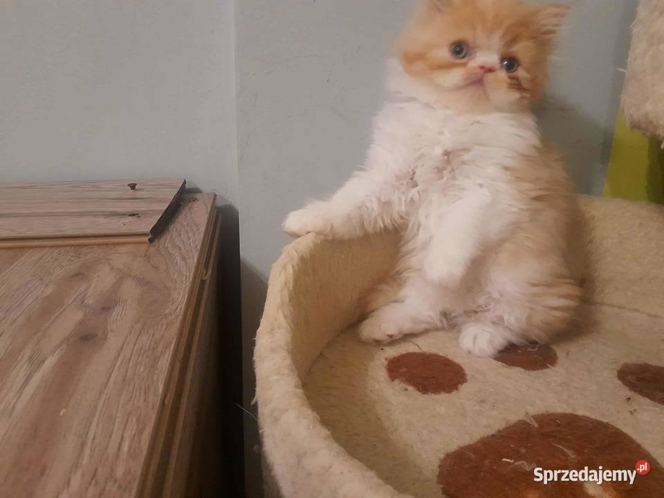 Kotka perska rudobiszkoptowobiała Szyk sprzedam