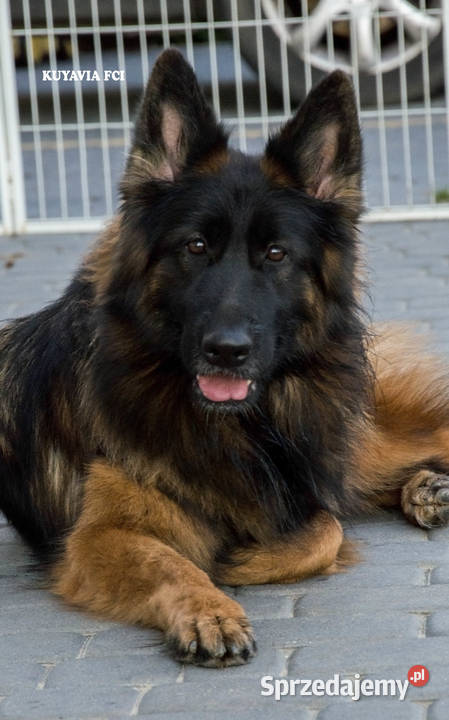 Szczeniaki owczarki niemieckie długowłose ZKWP Tuchola