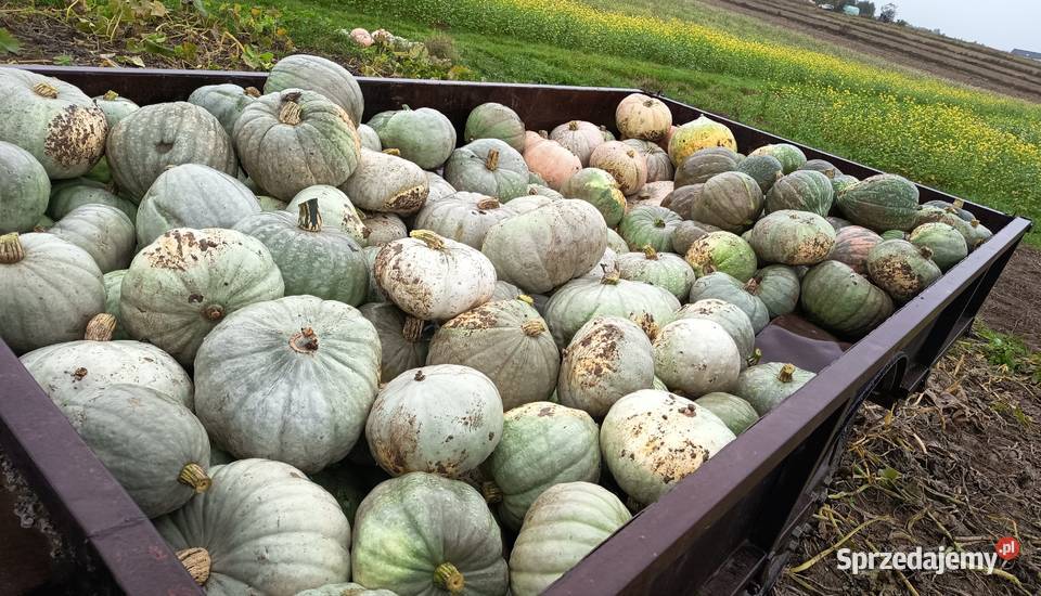 Nasiona Dynia Nelson Kołaczyce sprzedam