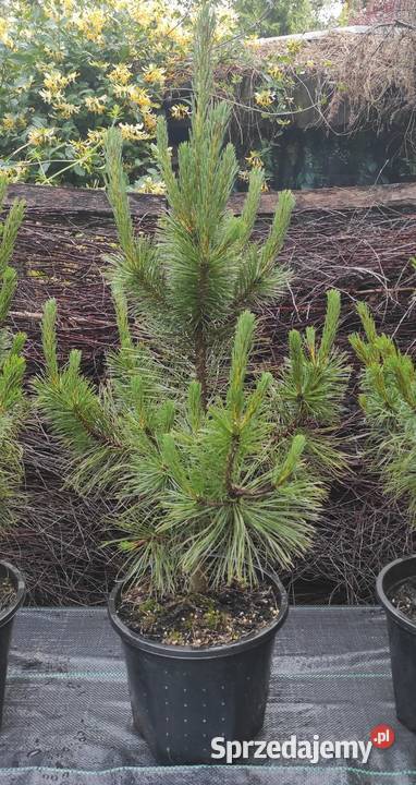 Sosna Czarna austriacka