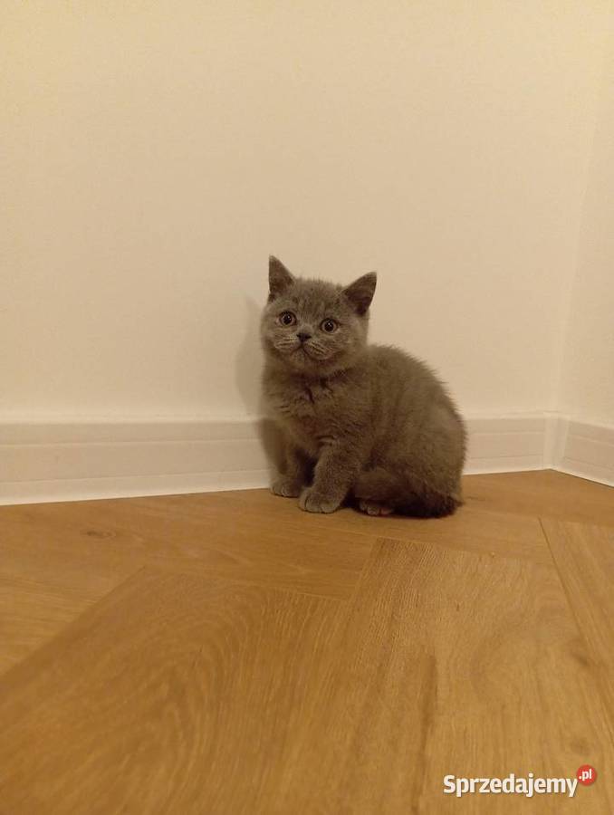 Kotkotek brytyjska niebieską Wzdół Rządowy