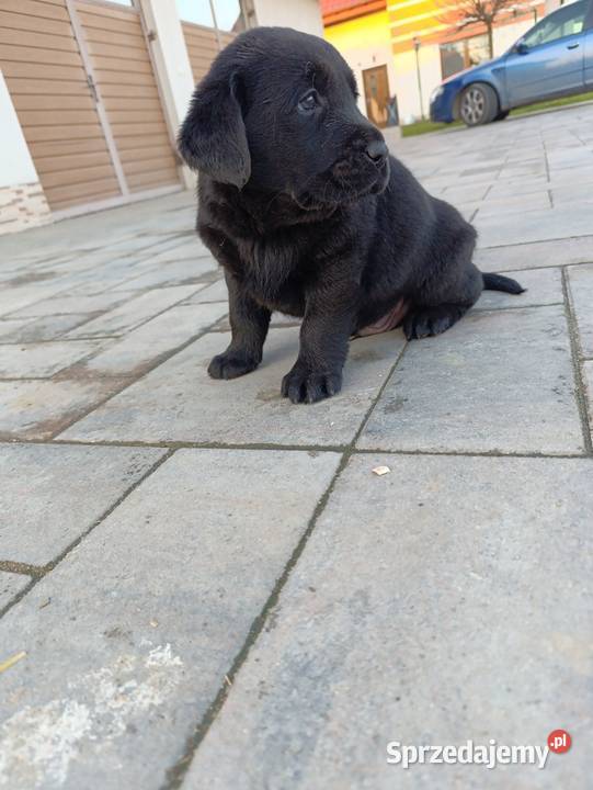 Pieski i suczki czarne Labradory Retriever małopolskie Tarnów