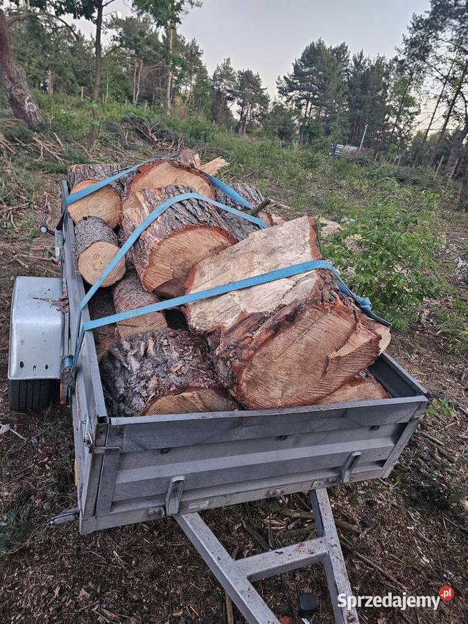 Sosna Słońsko sprzedam