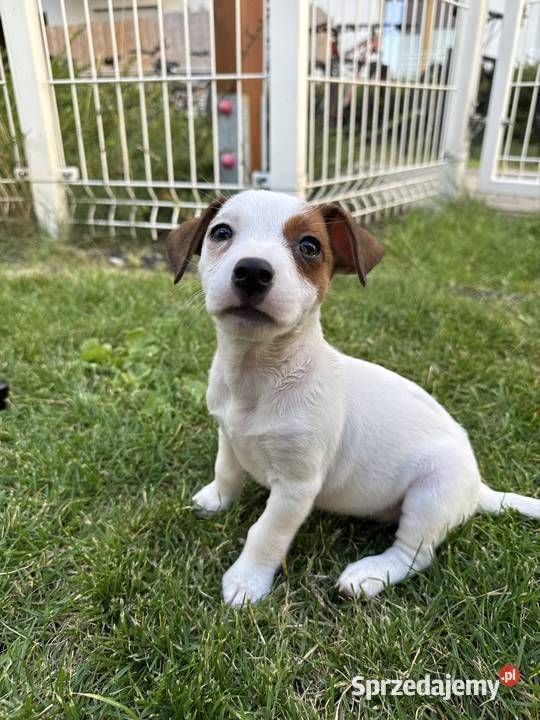Wyjątkowa suczka Jack Russell Terrier rodowód Poznań